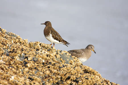 Rock Sandpiper (Calidris ptilocnemis) and Black Turnstone (Arenaria melanocephala) by the Pacific...