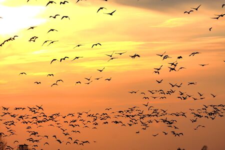 Snow Geese (chen caerulescens) and Ross Goose (C rossii) flying in front of the setting sunのeditorial素材