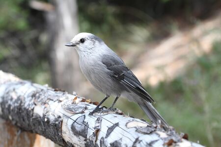 Gray Jay (Perisoreus canadensis) in Yellowstone National Parkの写真素材