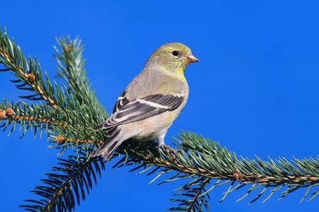 American Goldfinch (Carduelis tristis) perched with a blue background