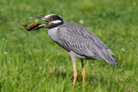 Yellow-crowned Night-Heron  Nyctanassa violacea  eating a crayfishの写真素材