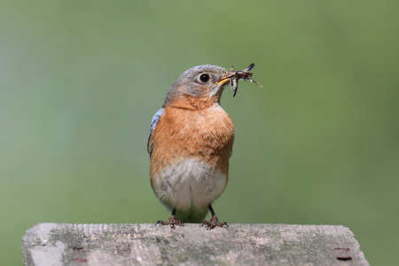 Female Eastern Bluebird (Sialia sialis) with an insect and a green backgroundの写真素材