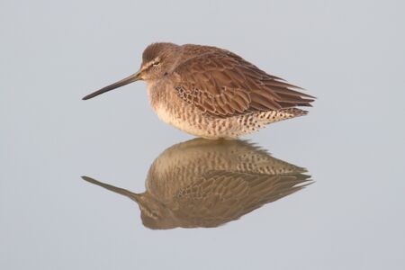 Long-billed Dowitcher (Limnodromus scolopaceus) by the Pacific Ocean