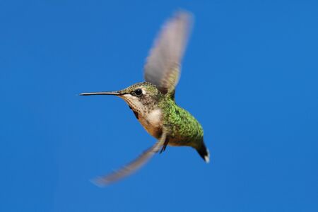 Ruby-throated Hummingbird (archilochus colubris) in flight with blue backgroundの写真素材