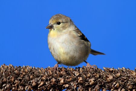 American Goldfinch (Carduelis tristis) perched with a blue backgroundの写真素材