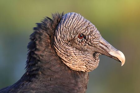 Close-up of a Black Vulture (Coragyps atratus) perched on a stumpの写真素材