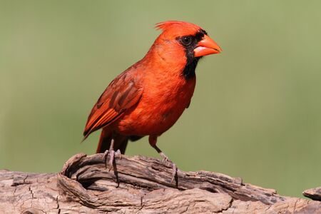 Male Northern Cardinal (cardinalis cardinalis) with a green backgroundの写真素材