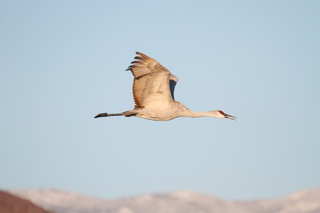 Sandhill Crane (Grus canadensis) in flight at Bosque del Apache in New Mexicoの写真素材