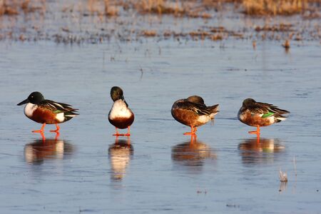 Male Northern Shovelers (Anas clypeata) standing on ice in Bosque Del Apache NWRの写真素材