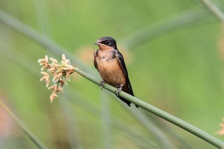 Barn Swallow (Hirundo rustica) on a branch with a green backgroundの写真素材