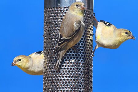 American Goldfinch  Carduelis tristis  perched on a feeder with a blue backgroundの写真素材