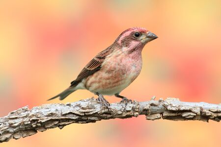 Male Purple Finch (Carpodacus purpureus) perched with a fall colorsの写真素材