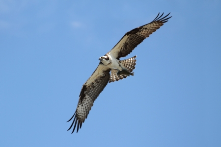 Osprey  pandion haliaetus  in flight with a blue sky backgroundの写真素材