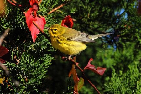 Prairie Warbler (Dendroica discolor) perched in a tree in fallの写真素材