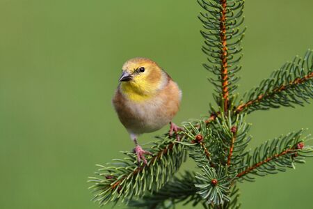 American Goldfinch  Carduelis tristis  perched with a green backgroundの写真素材