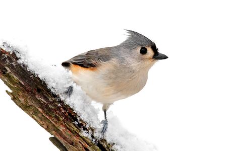 Tufted Titmouse (Baeolophus bicolor) - Isolated on branch with snow and a white backgroundの写真素材