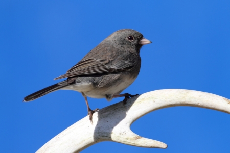 Dark-eyed Junco (hyemalis) on an antler with a blue sky backgroundの写真素材