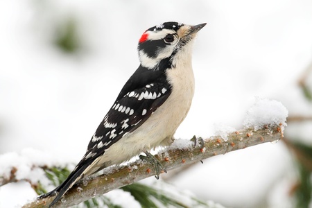 Downy Woodpecker (picoides pubescens) branch with snow with a white backgroundの写真素材