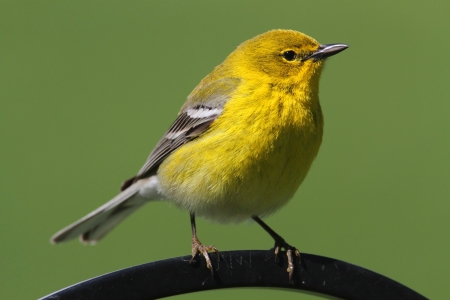 Pine Warbler (Dendroica Setophaga pinus) on a perch in early springの写真素材