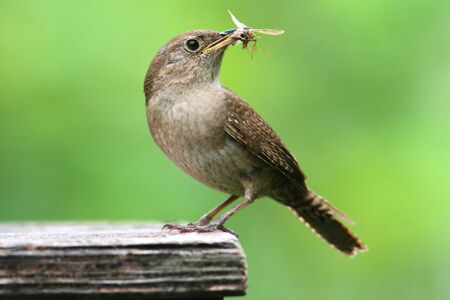 House Wren (troglodytes aedon) on a perch with a wormの写真素材