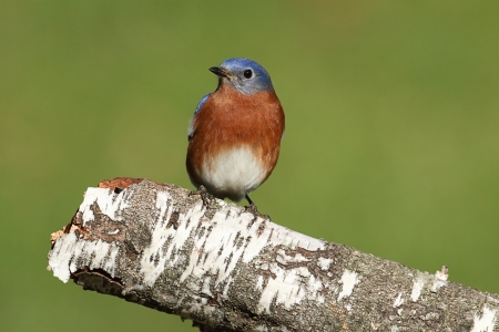 Male Eastern Bluebird (Sialia sialis) on a birch perch with a green backgroundの写真素材