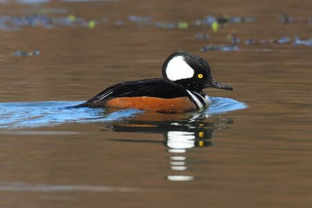 Male Hooded Merganser (Lophodytes cucullatus) swimming in a lakeの写真素材