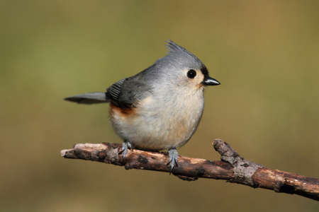Tufted Titmouse  baeolophus bicolor  on a stick with a green backgroundの写真素材