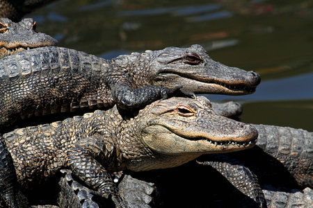 Baby American Alligators  alligator mississippiensis  basking in the sun in the Florida Evergladesの写真素材
