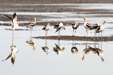 American Avocet (Recurvirostra americana) standing in waterの写真素材
