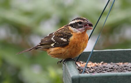 Black-headed Grosbeak  Pheucticus melanocephalus  on a feederの写真素材