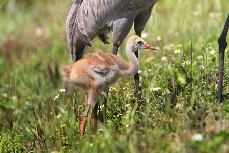 Sandhill Cranes (Grus canadensis) baby with parent in the Florida Evergladesの写真素材