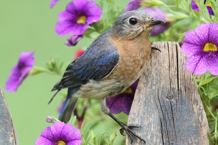 Female Eastern Bluebird (Sialia sialis) on a fence with flowersの写真素材