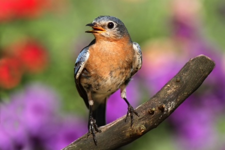 Female Eastern Bluebird (Sialia sialis) on a perch with flowersの写真素材
