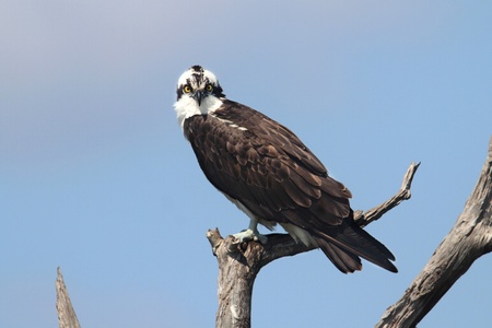 Osprey  pandion haliaetus  in a tree in the Everglades