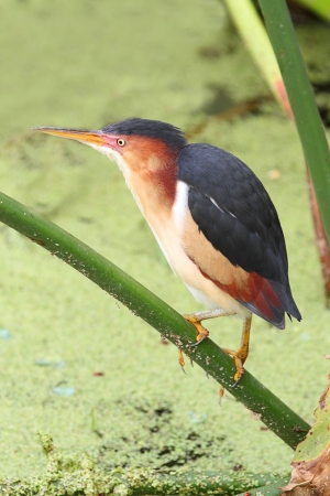 Female Least Bittern  Ixobrychus exilis  in the  Everglades