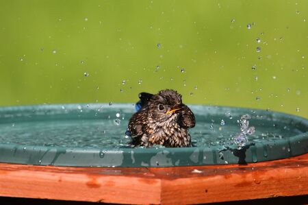 Baby Eastern Bluebird (Sialia sialis) in a bird bathの写真素材