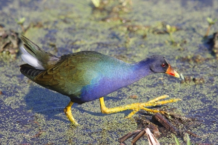 Purple Gallinule in the Florida Evergladesの写真素材