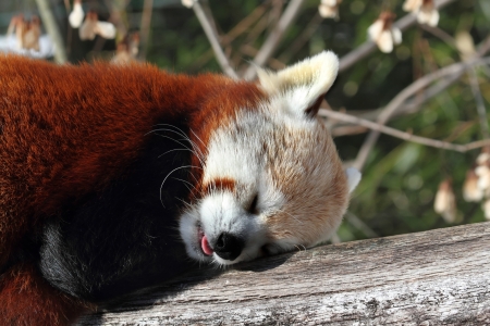 Red Panda (Ailurus fulgens) sleeping on a log in the sunの写真素材