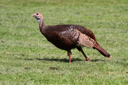 Wild Turkey (Meleagris gallopavo) in a green grassy field
