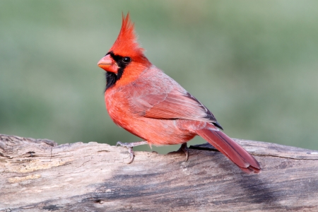Male Northern Cardinal (cardinalis cardinalis) on a log with a green backgroundの写真素材