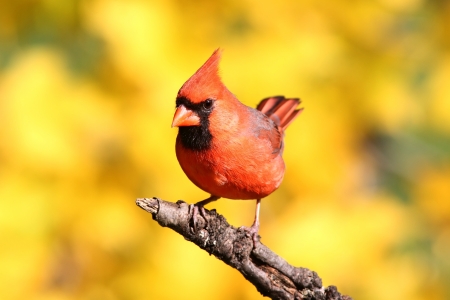 Male Northern Cardinal (cardinalis cardinalis) on a log with a yellow floral backgroundの写真素材