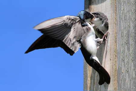 Tree Swallow (tachycineta bicolor) feeding hungry babiesの写真素材