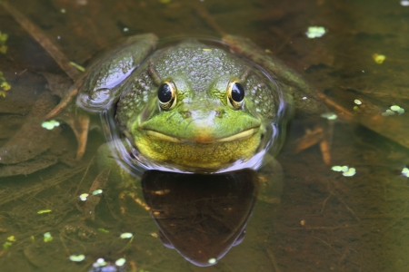 Green Frog  Rana clamitans  in a Pond with duckweedの写真素材
