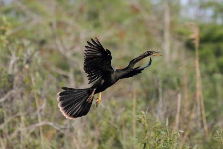 Anhinga in flight over the Florida Everglades