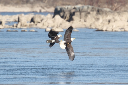 Pair of majestic Bald Eagles (haliaeetus leucocephalus) in flight fighting for a fish