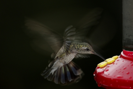 Broad-billed Hummingbird (Cynanthus latirostris) at a feeder with a black backgroundの写真素材