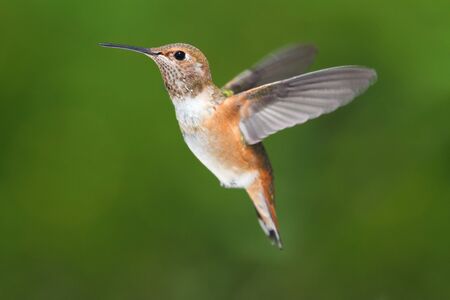 Male Allens Hummingbird (Selasphorus sasin) in flight with a green backgroundの写真素材