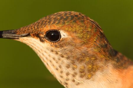 Close-up of Allens Hummingbird (Selasphorus sasin) in flight with a green backgroundの写真素材