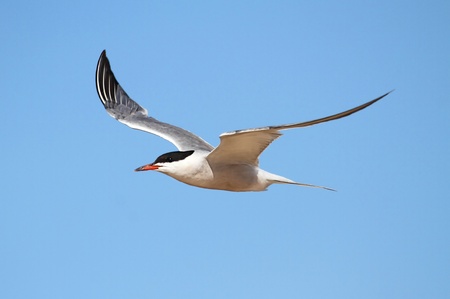 Common Tern (Sterna hirundo) in flight with a blue sky backgroundの写真素材