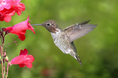 Annas Hummingbird  Calypte anna  in flight at a flower with a green background